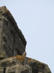 SX28456 Young Kestrel (Falco tinnunculus).jpg